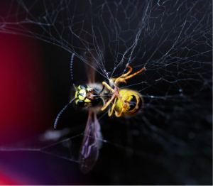 stuck in web